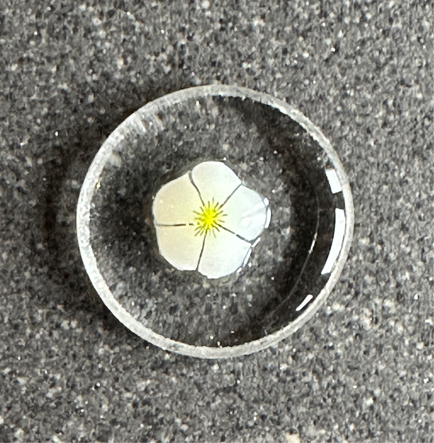 White and yellow flower - Tabitha’s Glass Emporium