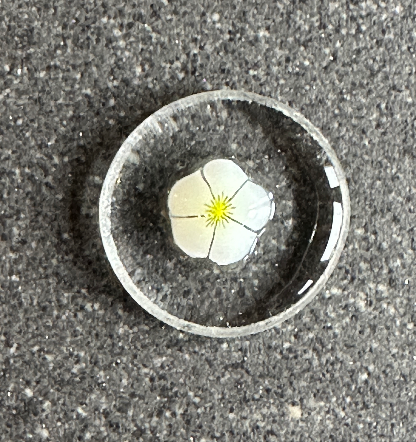 White and yellow flower - Tabitha’s Glass Emporium