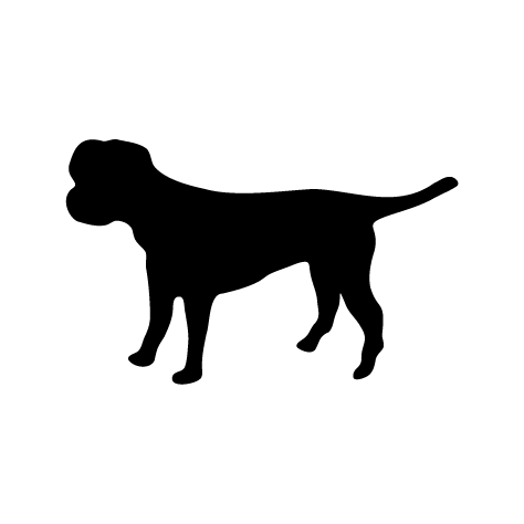 Dog - Border Terrier