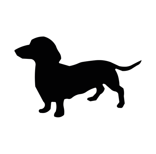 Dog - Dachshund